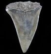 Fossil Mako Shark Tooth - Georgia #75195-1
